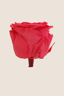 Amorosa Mini Gift Box Stem Rose - Pack 25 u.