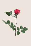 Amorosa Mini Gift Box Stem Rose - Pack 25 u.