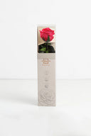 Amorosa Mini Gift Box Stem Rose - Pack 25 u.