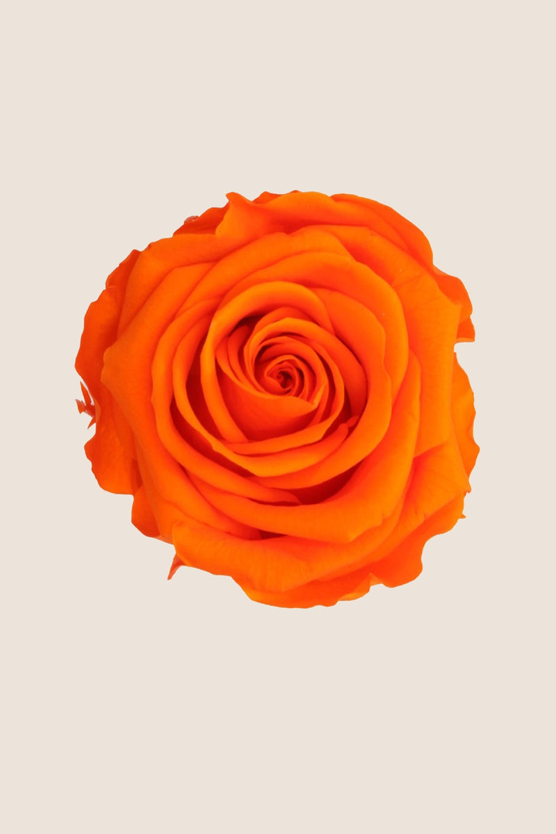 Amorosa Mini Gift Box Stem Rose - Pack 25 u.