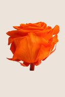 Amorosa Mini Gift Box Stem rose