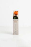 Amorosa Mini Gift Box Stem rose