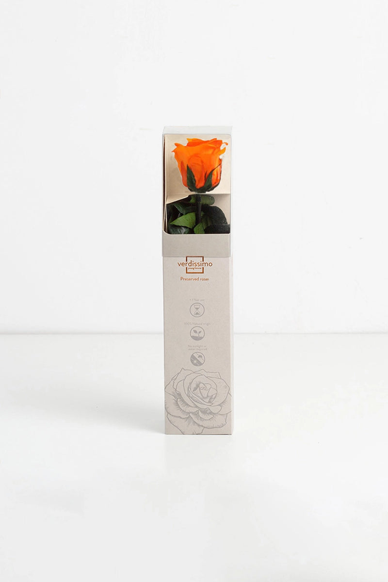 Amorosa Mini Gift Box Stem Rose - Pack 25 u.