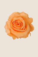 Amorosa Mini Gift Box Stem Rose - Pack 25 u.