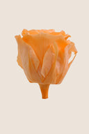 Amorosa Mini Gift Box Stem Rose - Pack 25 u.