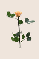 Amorosa Mini Gift Box Stem Rose - Pack 25 u.