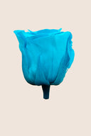 Amorosa Mini Gift Box Stem rose