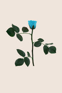 Amorosa Mini Gift Box Stem rose