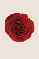 Amorosa Mini Gift Box Stem rose