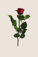 Amorosa Mini Gift Box Stem rose