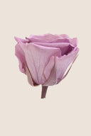 Amorosa Mini Gift Box Stem rose