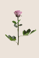 Amorosa Mini Gift Box Stem rose