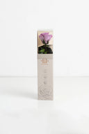 Amorosa Mini Gift Box Stem rose