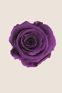 Amorosa Mini Gift Box Stem rose