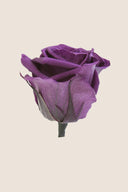 Amorosa Mini Gift Box Stem rose