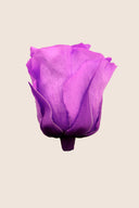 Amorosa Mini Gift Box Stem rose