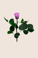 Amorosa Mini Gift Box Stem rose