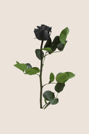 Amorosa Mini Gift Box Stem rose