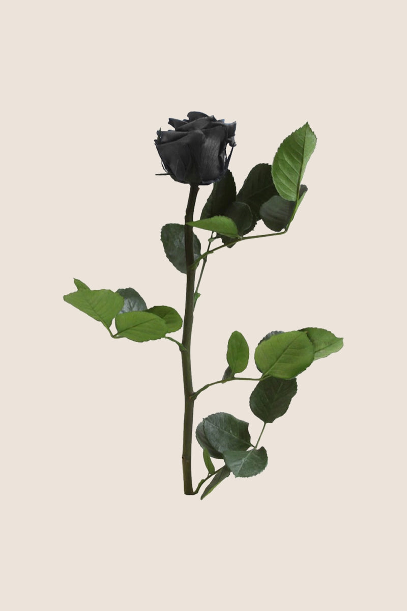 Amorosa Mini Bulk Stem Rose - Pack 25 u.