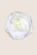 Amorosa Premium Bulk Stem Rose - Pack 12 u.
