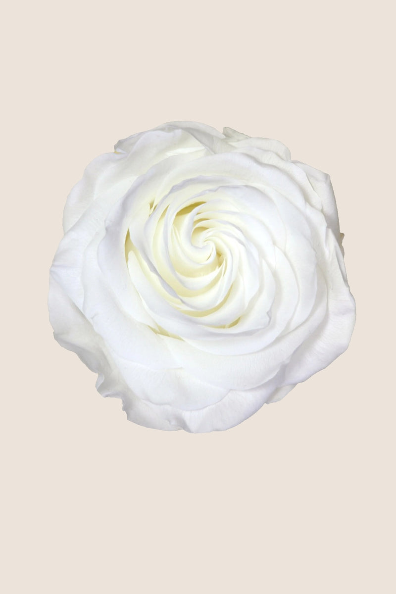 Amorosa Premium Bulk Stem rose