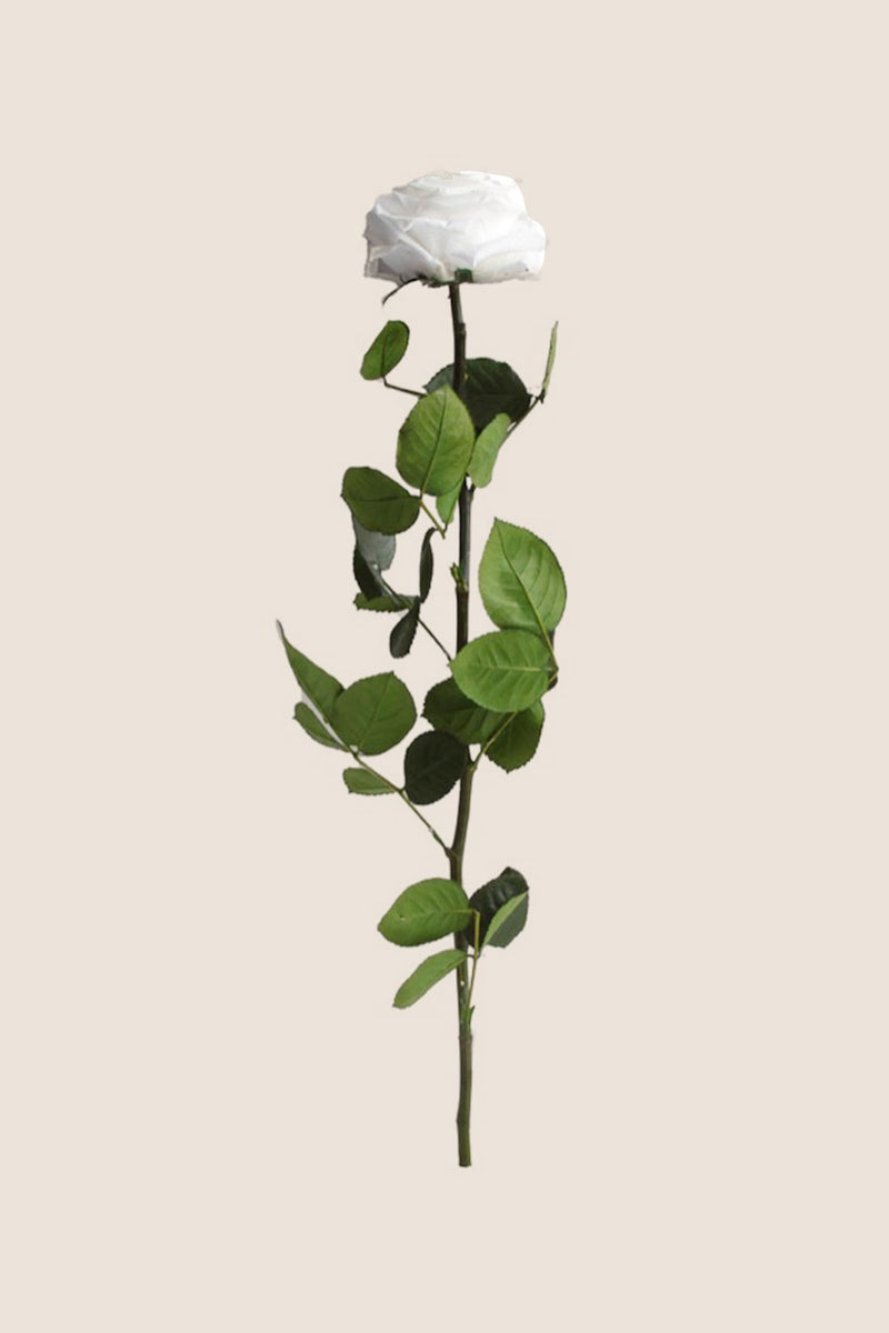 Amorosa Premium Bulk Stem rose