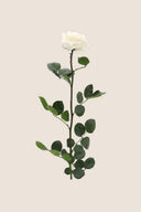 Amorosa Premium Bulk Stem Rose - Pack 12 u.