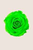Amorosa Premium Bulk Stem Rose - Pack 12 u.