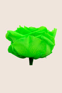 Amorosa Premium Bulk Stem Rose - Pack 12 u.