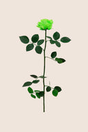Amorosa Premium Bulk Stem Rose - Pack 12 u.