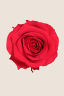 Amorosa Premium Bulk Stem Rose - Pack 12 u.