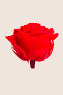 Amorosa Premium Bulk Stem Rose - Pack 12 u.