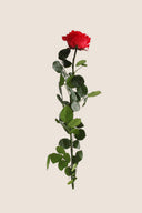 Amorosa Premium Bulk Stem Rose - Pack 12 u.