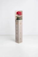 Amorosa Premium Gift Box Stem Rose - Pack 12 u.