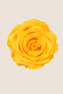 Amorosa Premium Bulk Stem Rose - Pack 12 u.