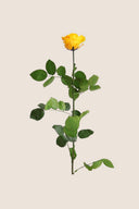 Amorosa Premium Bulk Stem Rose - Pack 12 u.