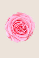 Amorosa Premium Bulk Stem Rose - Pack 12 u.