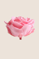 Amorosa Premium Bulk Stem Rose - Pack 12 u.