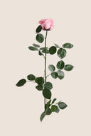Amorosa Premium Bulk Stem Rose - Pack 12 u.