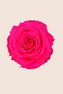 Amorosa Premium Bulk Stem Rose - Pack 12 u.