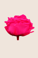 Amorosa Premium Bulk Stem Rose - Pack 12 u.