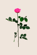 Amorosa Premium Bulk Stem Rose - Pack 12 u.