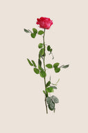 Amorosa Premium Bulk Stem Rose - Pack 12 u.