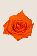 Amorosa Premium Bulk Stem Rose - Pack 12 u.
