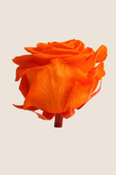Amorosa Premium Bulk Stem Rose - Pack 12 u.
