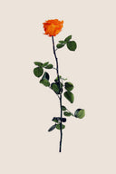 Amorosa Premium Bulk Stem Rose - Pack 12 u.