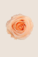Amorosa Premium Bulk Stem Rose - Pack 12 u.