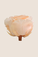 Amorosa Premium Bulk Stem Rose - Pack 12 u.
