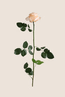 Amorosa Premium Bulk Stem Rose - Pack 12 u.