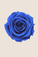 Amorosa Premium Bulk Stem Rose - Pack 12 u.